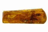 Fossil Caddisflies (Trichopterae) & A Spider (Aranea) In Baltic Amber #105511-5
